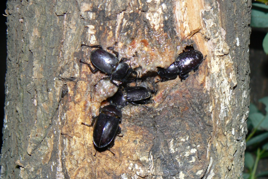 やなぎの枝先_幹に辿って降りたところに密集するクワガタムシ_2021年6月28日20時40分頃 気温25度